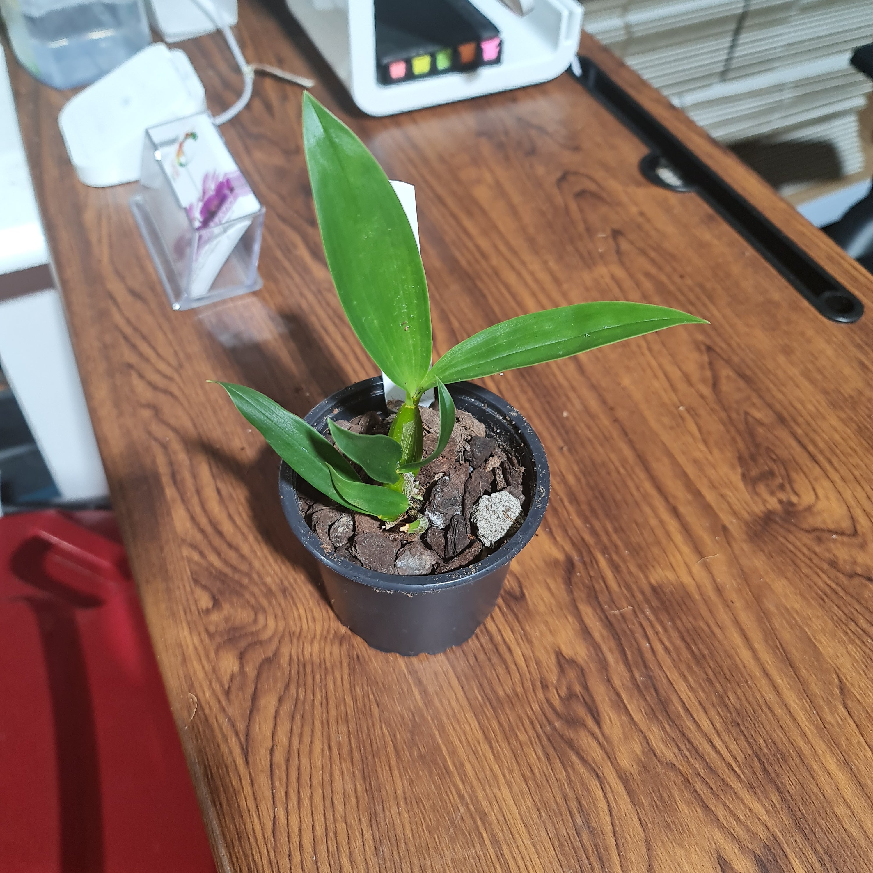 Den. Alexandrae X Den. Pacificum 'First One'