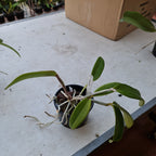 Spotted And Highly FragrantCattleya (Brabantiae)