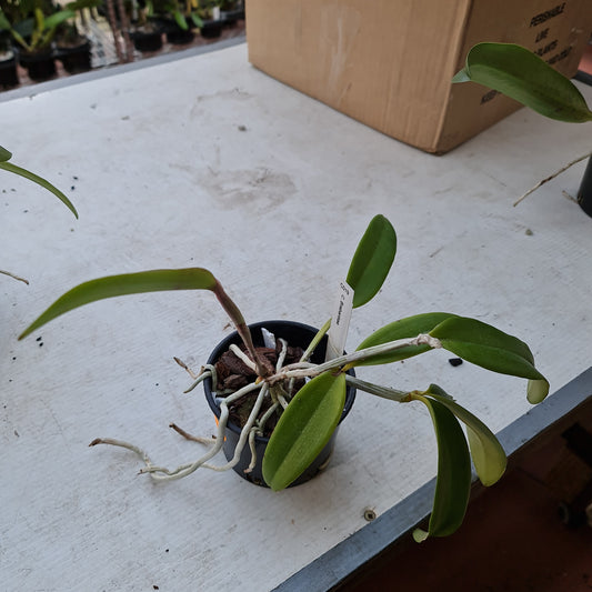 Spotted And Highly FragrantCattleya (Brabantiae)