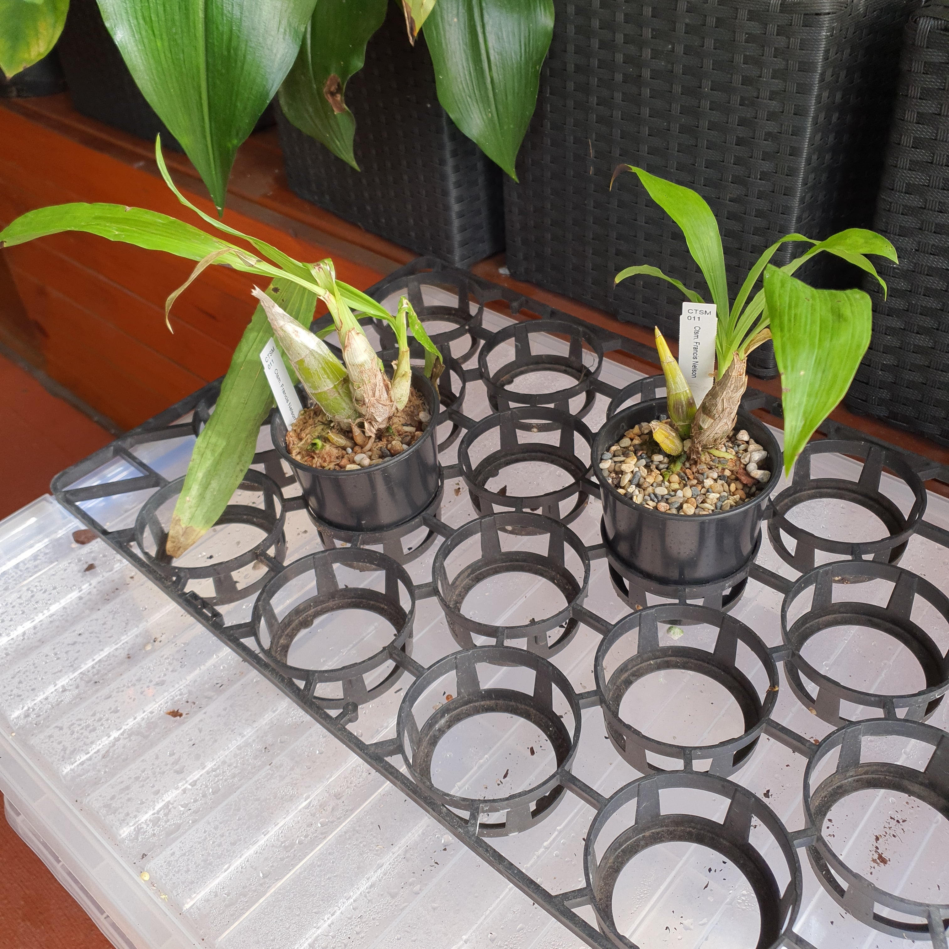 Catasetum Francis Nelson Secondary image