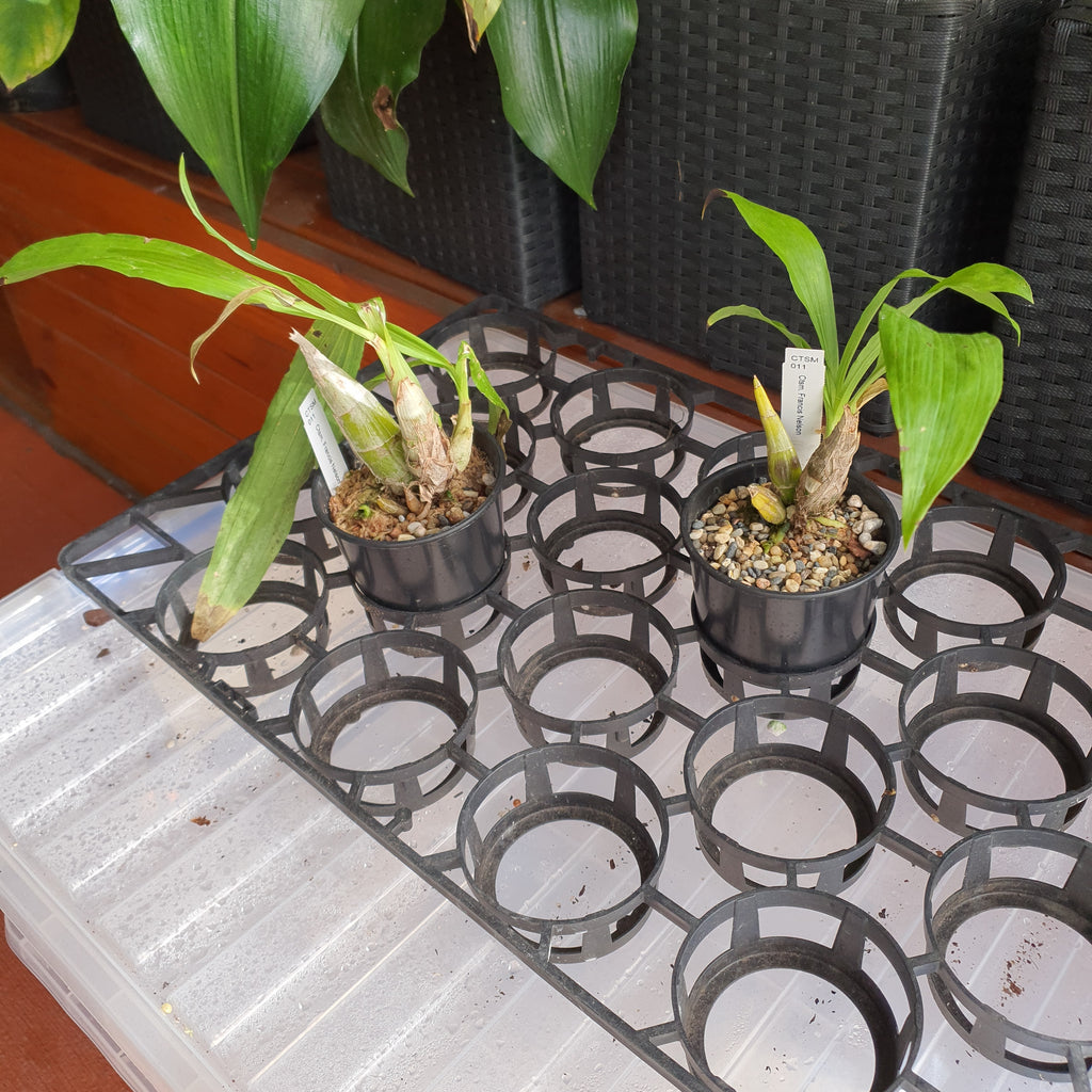 Catasetum Francis Nelson