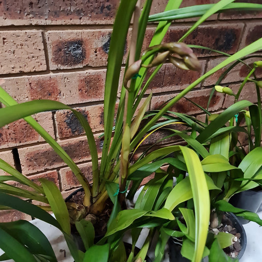 Cymbidium Lunakera Glean
