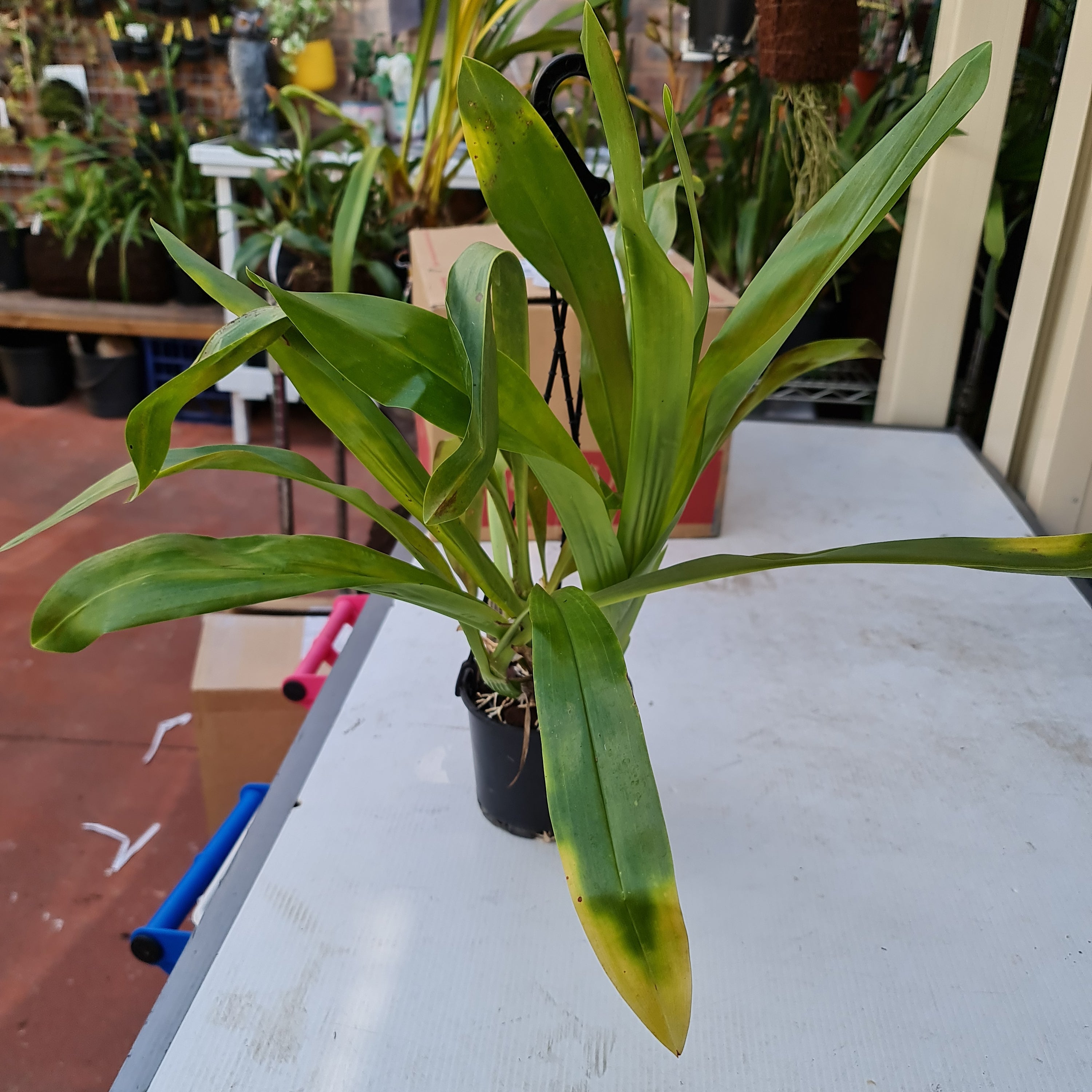 Gram Scriptum Dwarf X Scriptum Citrinum ( Fragrant) Secondary image