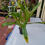 Gram Scriptum Dwarf X Scriptum Citrinum ( Fragrant)