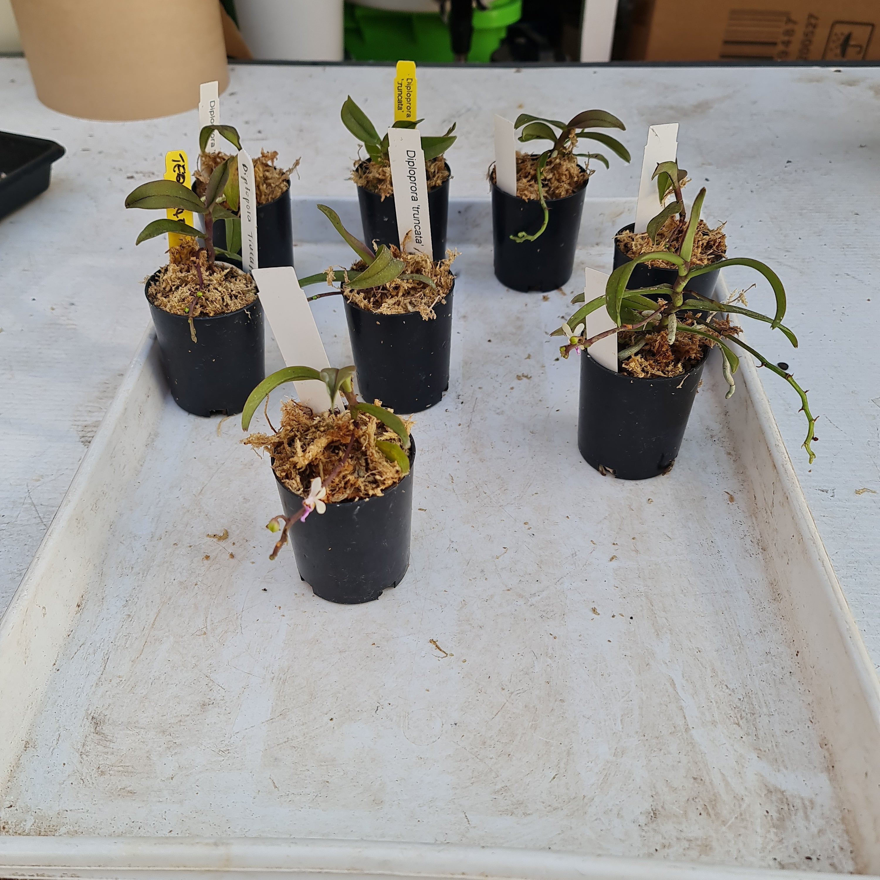 (Flowering Now)Fragrant Species Diploprora Truncata Secondary image