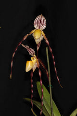 Paphiopedilum philippinense var. roebelenii (RARE HARD TO FIND MULTIFLORAL)
