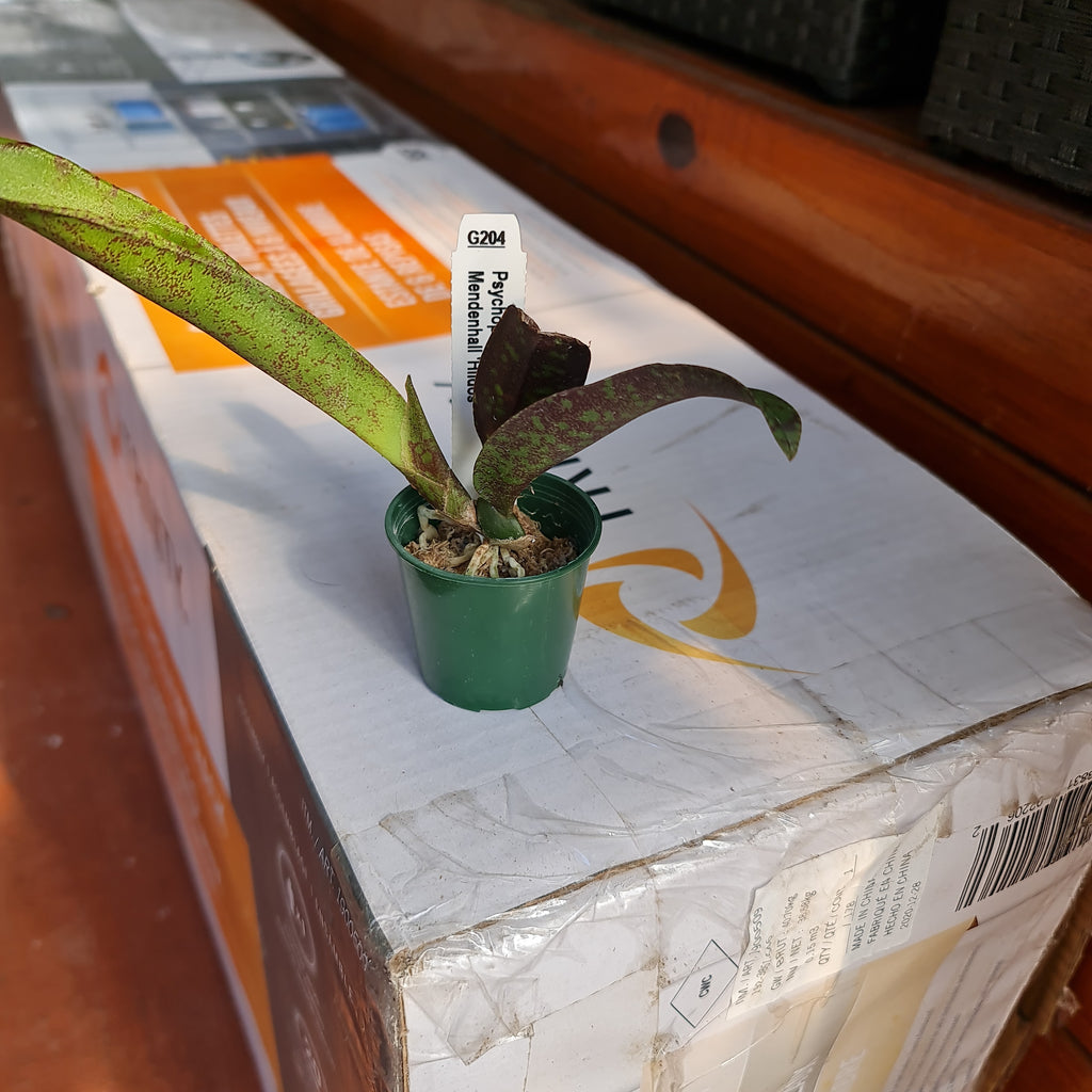 Psychopsis Mendenhall ‘Hildos’ ( Butterfly Orchid)