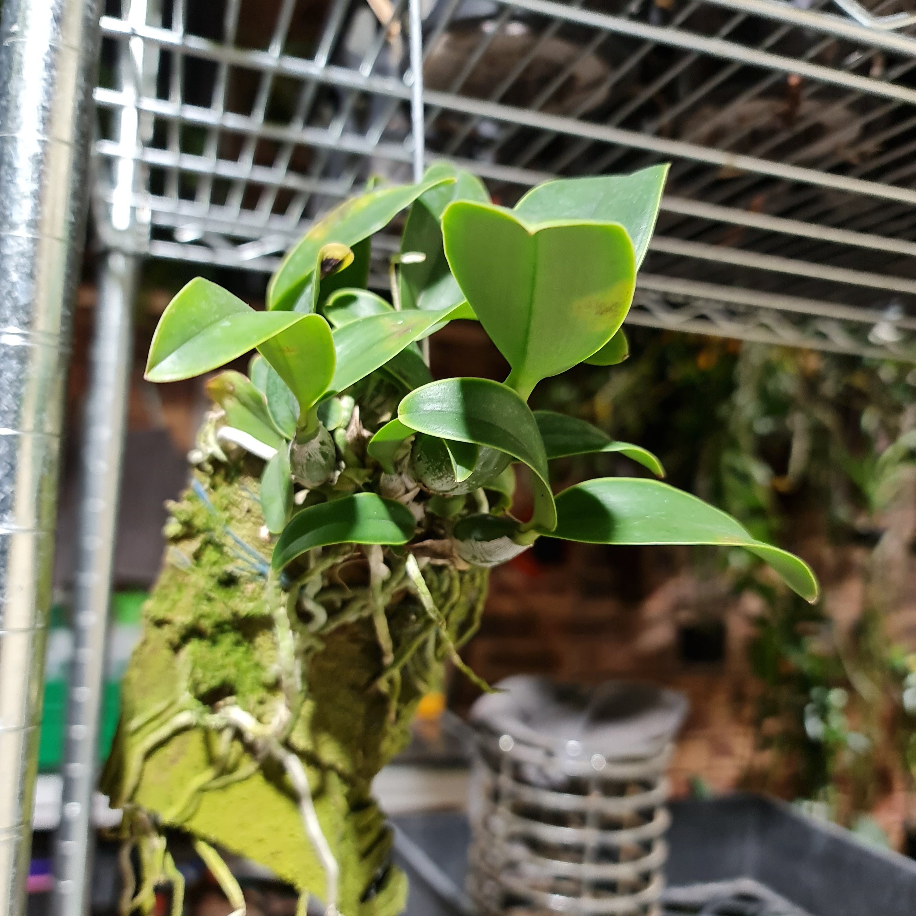 Cattleya Nobilior Var. Amaliae 'HIF' X Perfection Secondary image