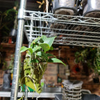 Cattleya Nobilior Var. Amaliae 'HIF' X Perfection