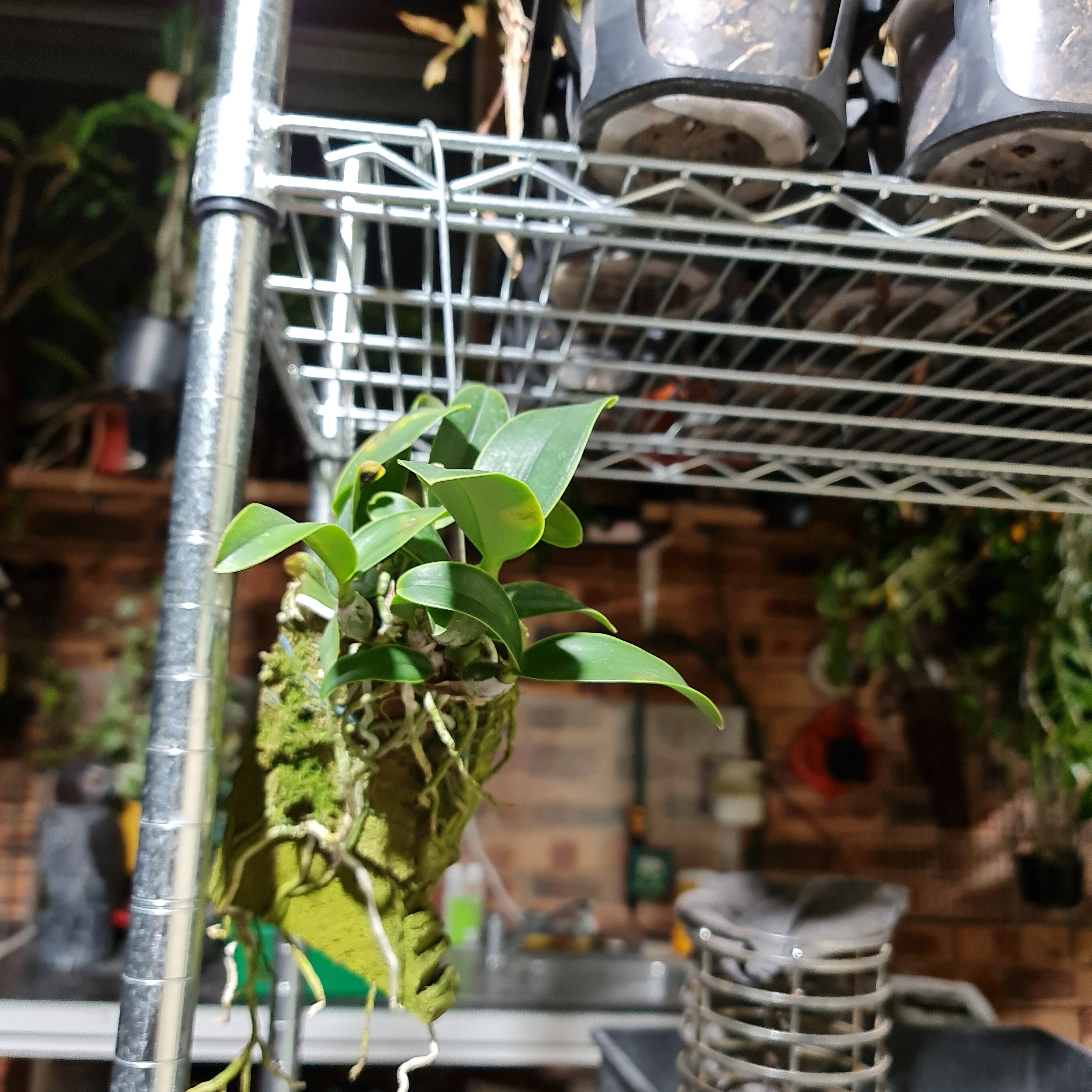 Cattleya Nobilior Var. Amaliae 'HIF' X Perfection