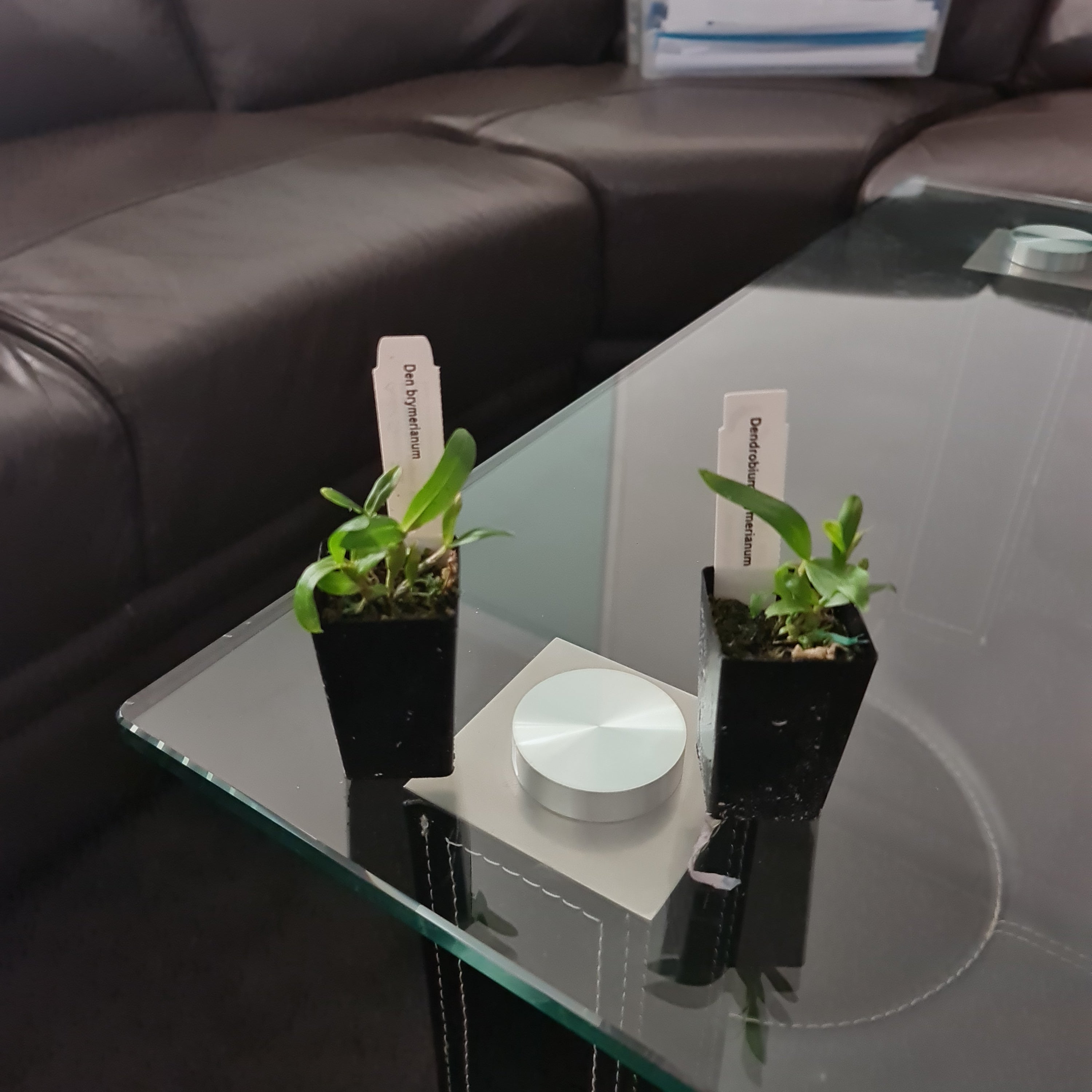 Dendrobium Brymerianum (Fragrant and Rare Species)