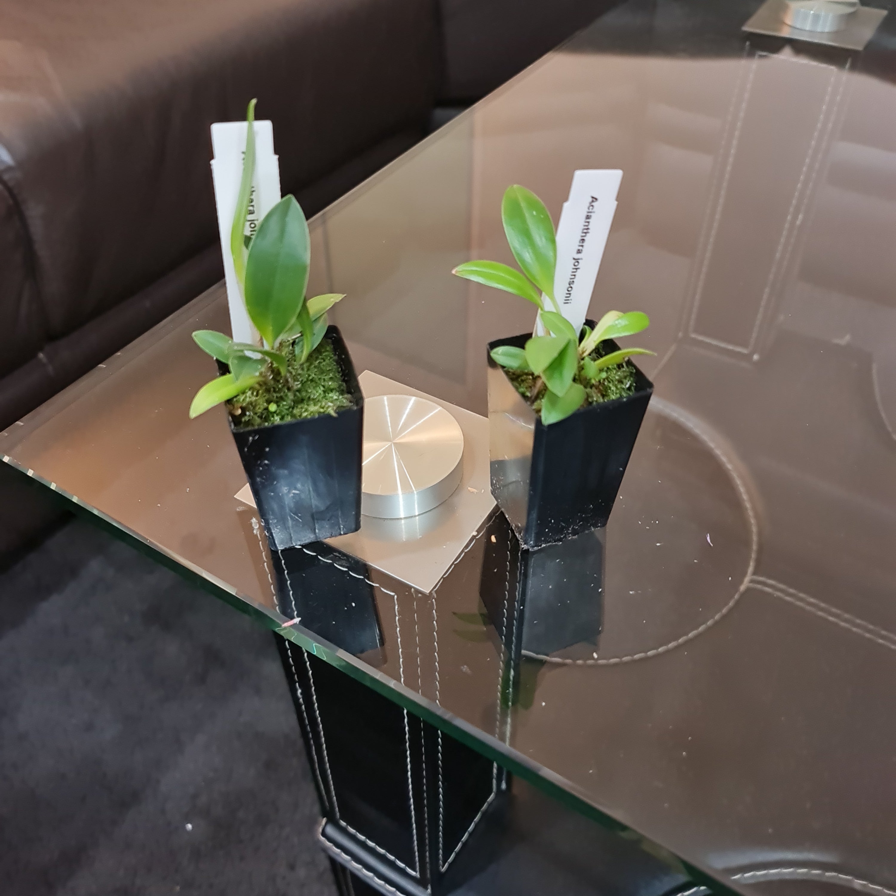 Acianthera Johnsonii Secondary image