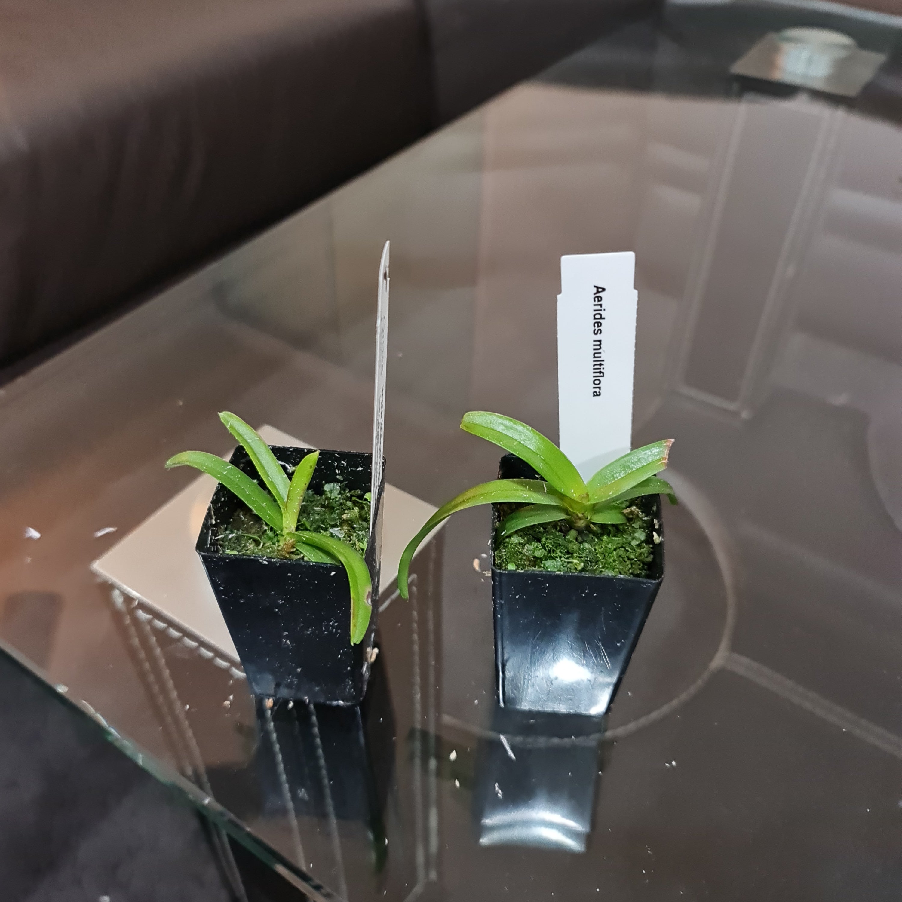 Aerides Multiflora (Highly Fragrant) Secondary image