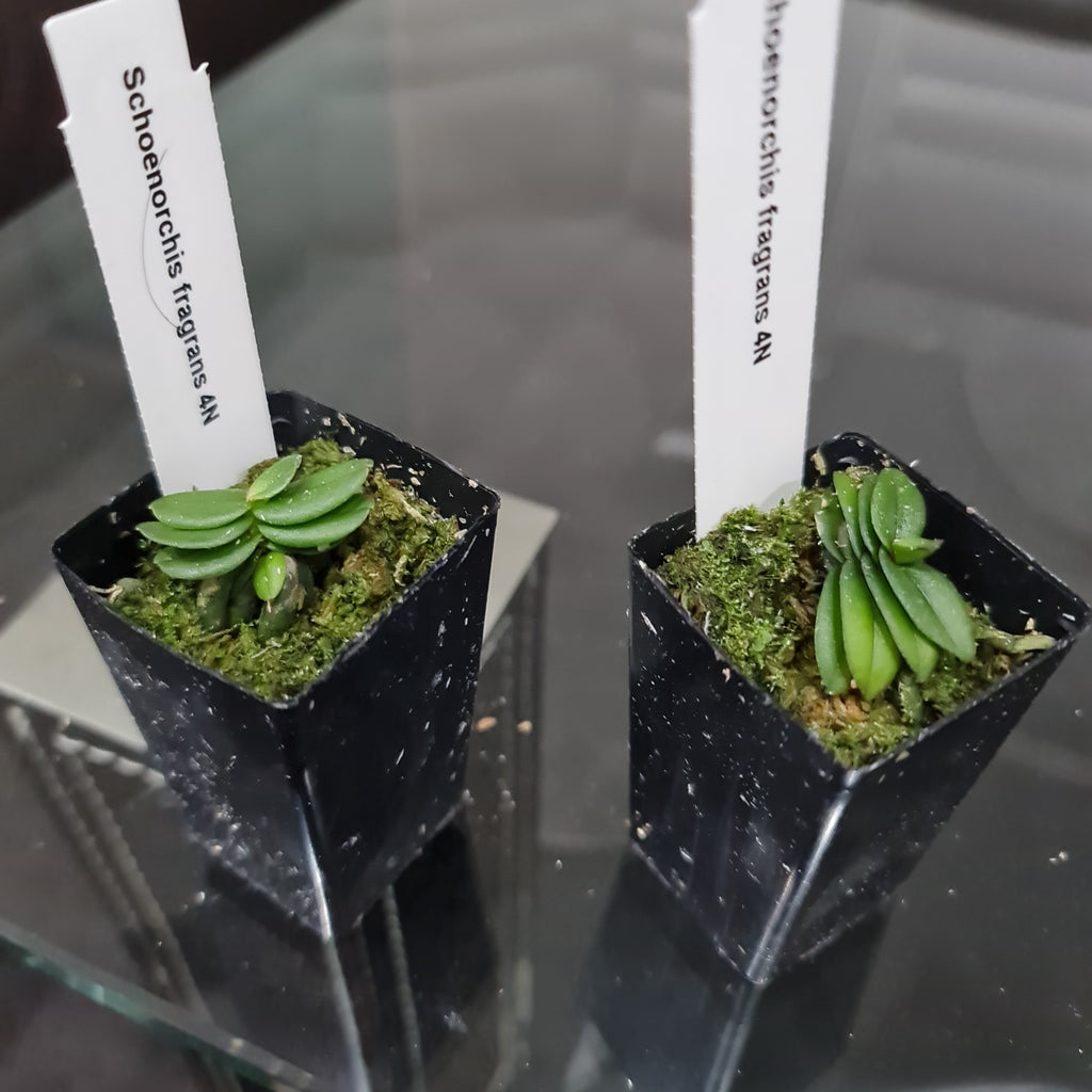 Schoenorchis Fragrans 4N (Tetraploid)