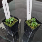 Schoenorchis Fragrans 4N (Tetraploid)