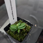 Schoenorchis Fragrans 4N (Tetraploid)