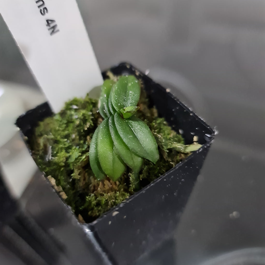 Schoenorchis Fragrans 4N (Tetraploid)