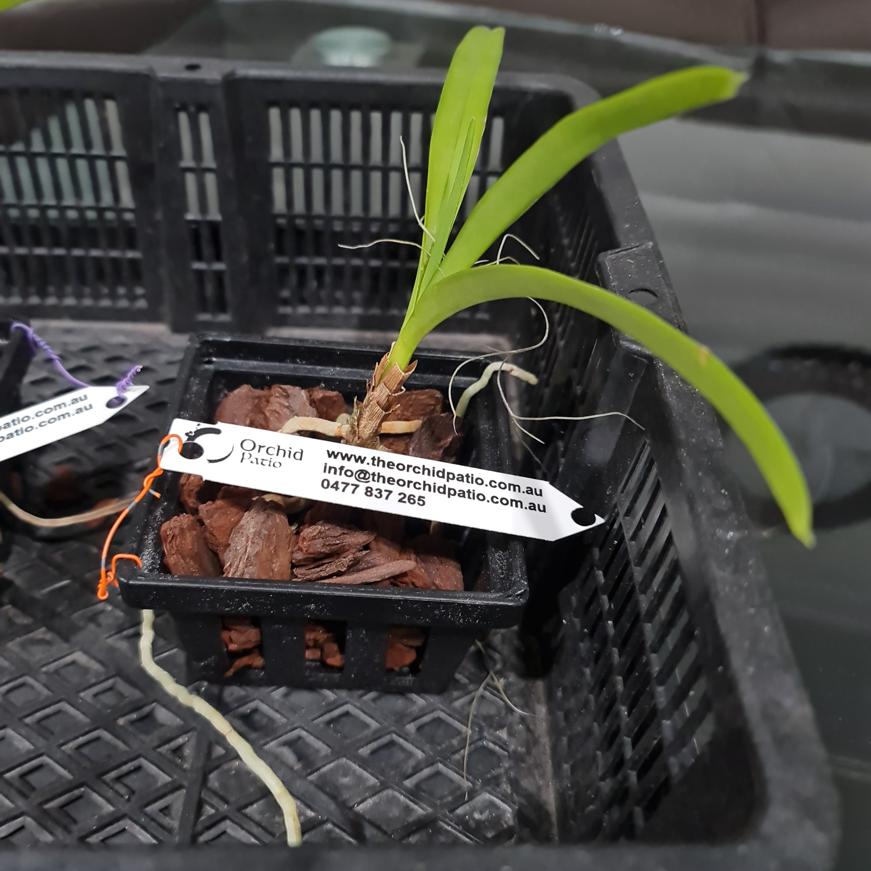 Vanda Princess Mikasa (Alba) Secondary image