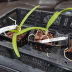 Vanda Princess Mikasa (Alba)