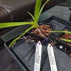 Vanda Tricolor (Fragrant)