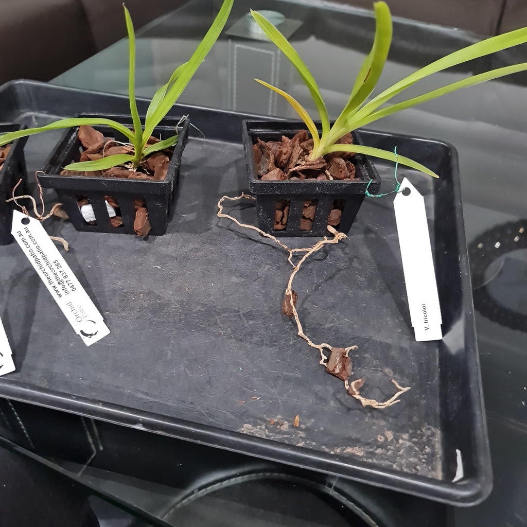 Vanda Tricolor (Fragrant)