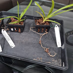 Vanda Tricolor (Fragrant)