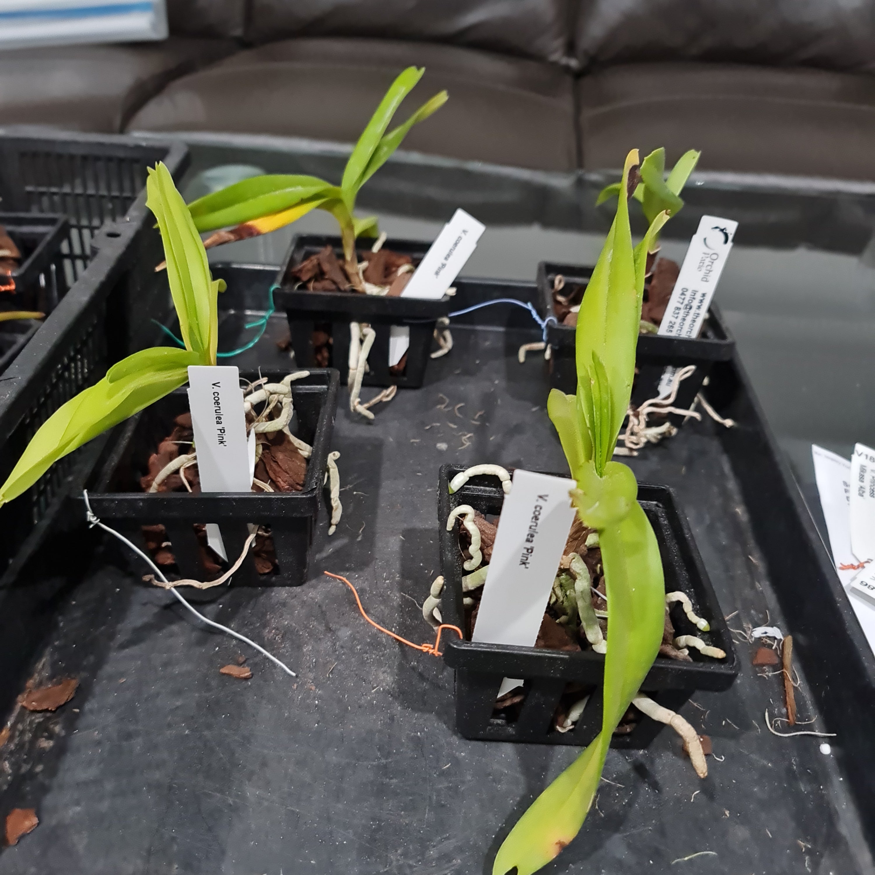 Vanda Coerulea Pink Secondary image