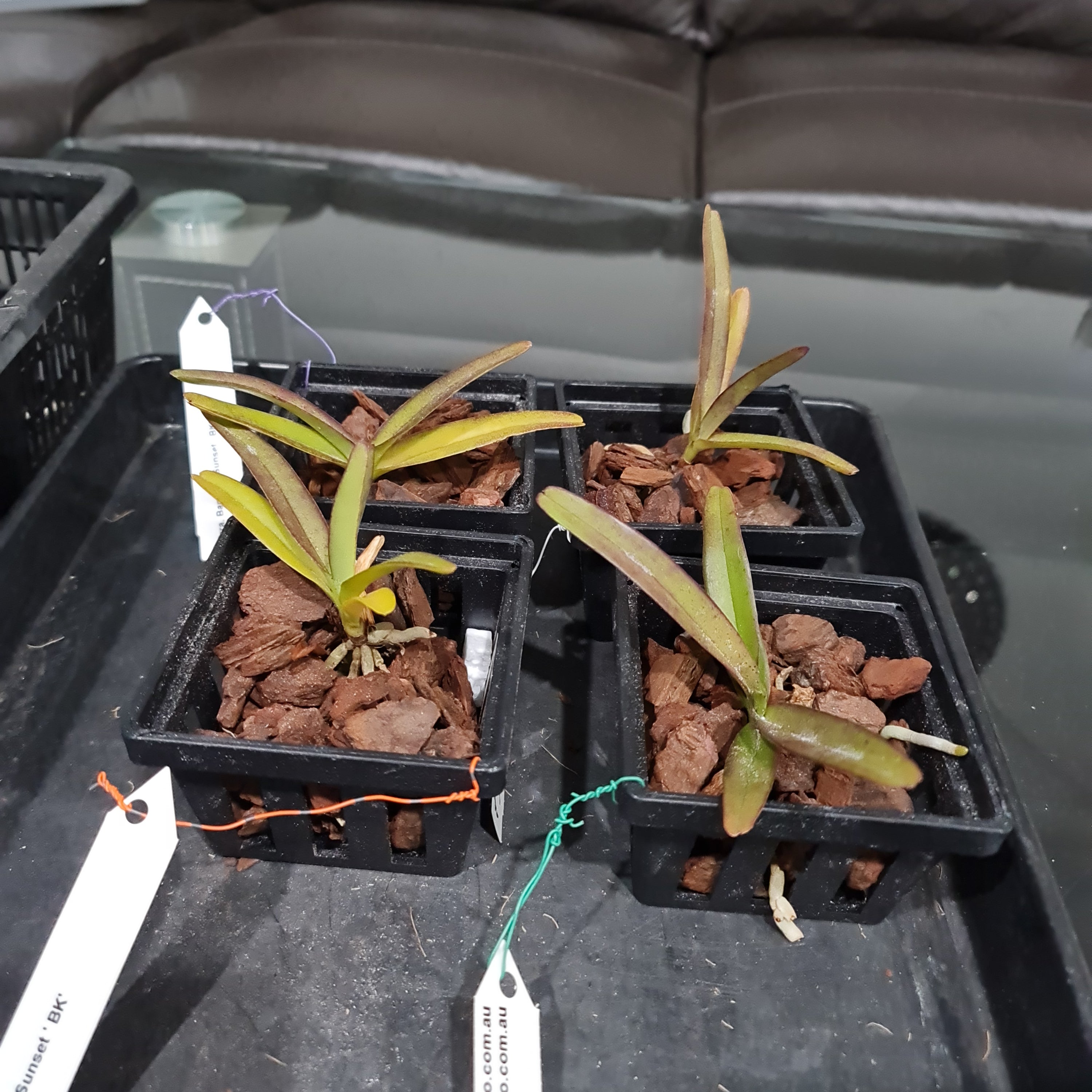 Vanda Rhynchorides Bangkok Sunset (Fragrant) Secondary image