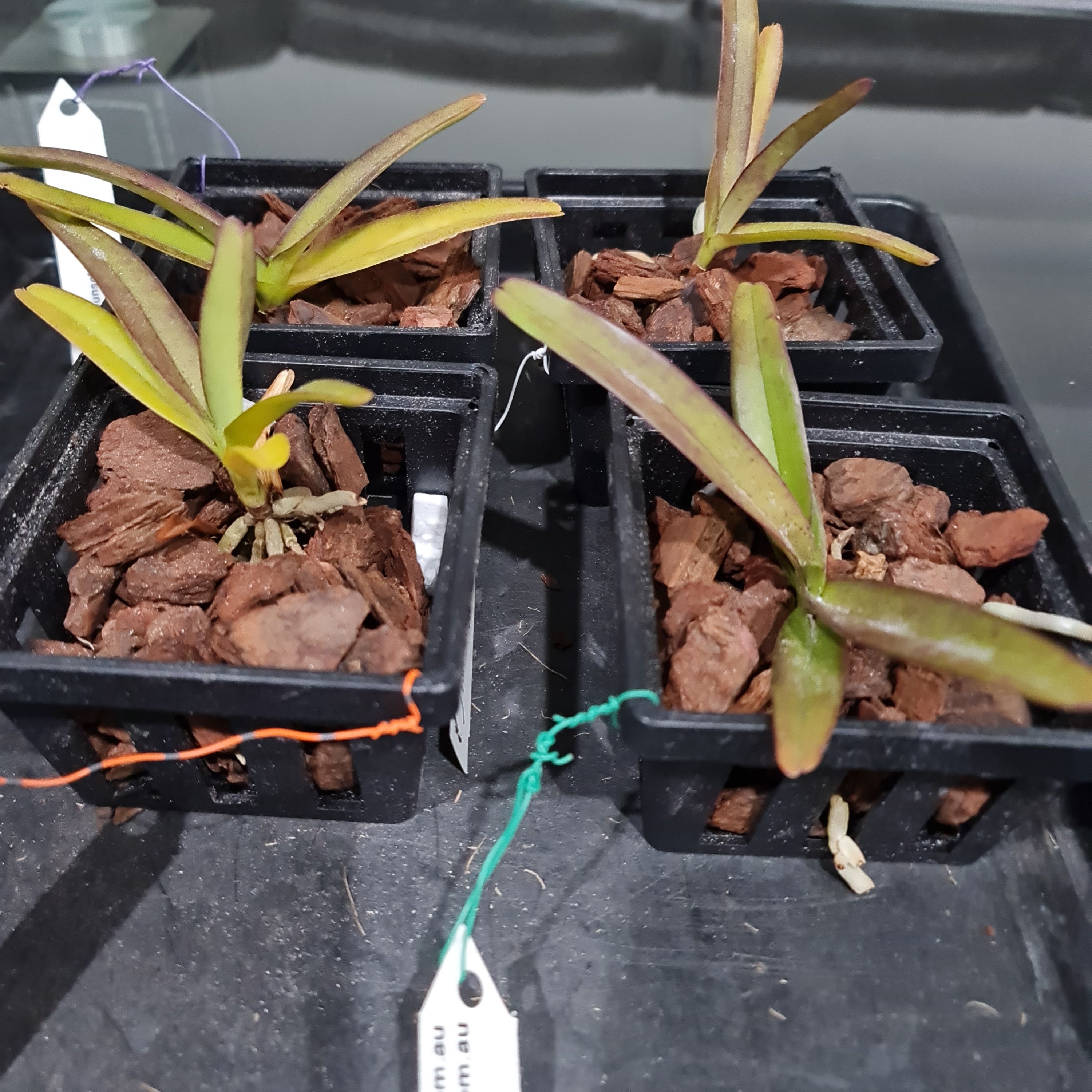 Vanda Rhynchorides Bangkok Sunset (Fragrant)