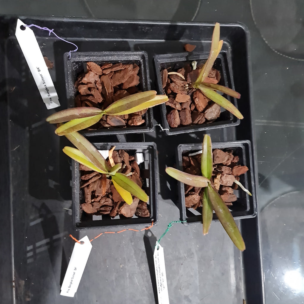 Vanda Rhynchorides Bangkok Sunset (Fragrant)