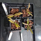 Vanda Rhynchorides Bangkok Sunset (Fragrant)