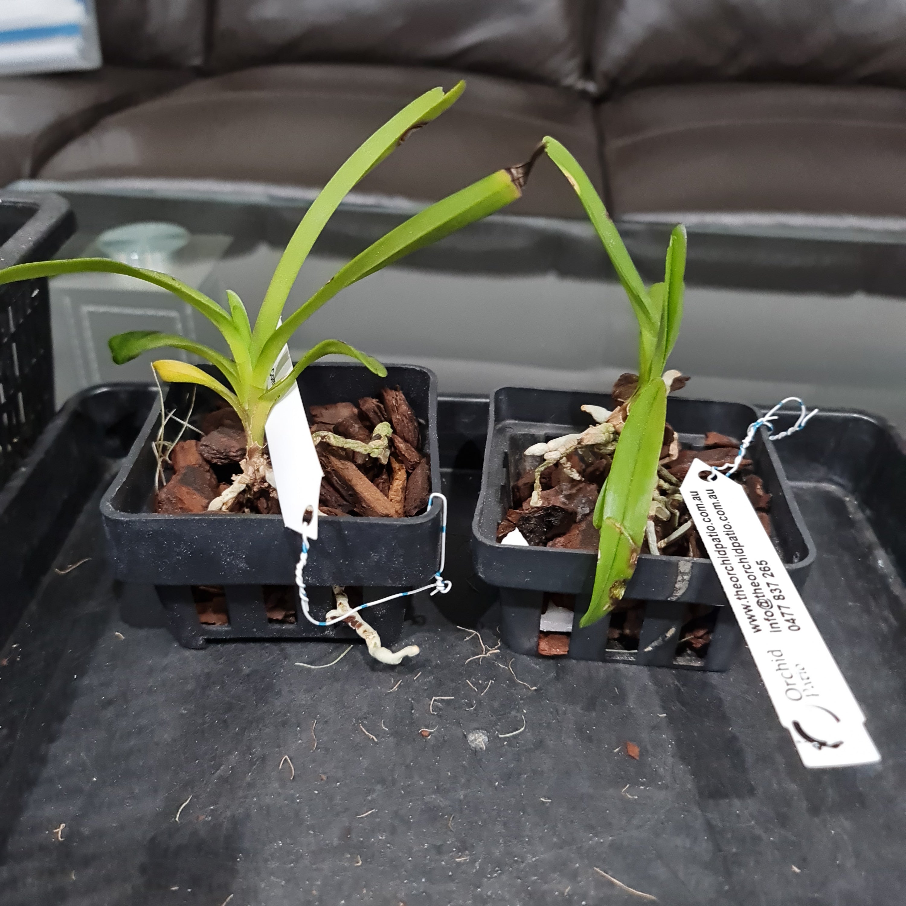 Vanda Coerulea 'Complex'