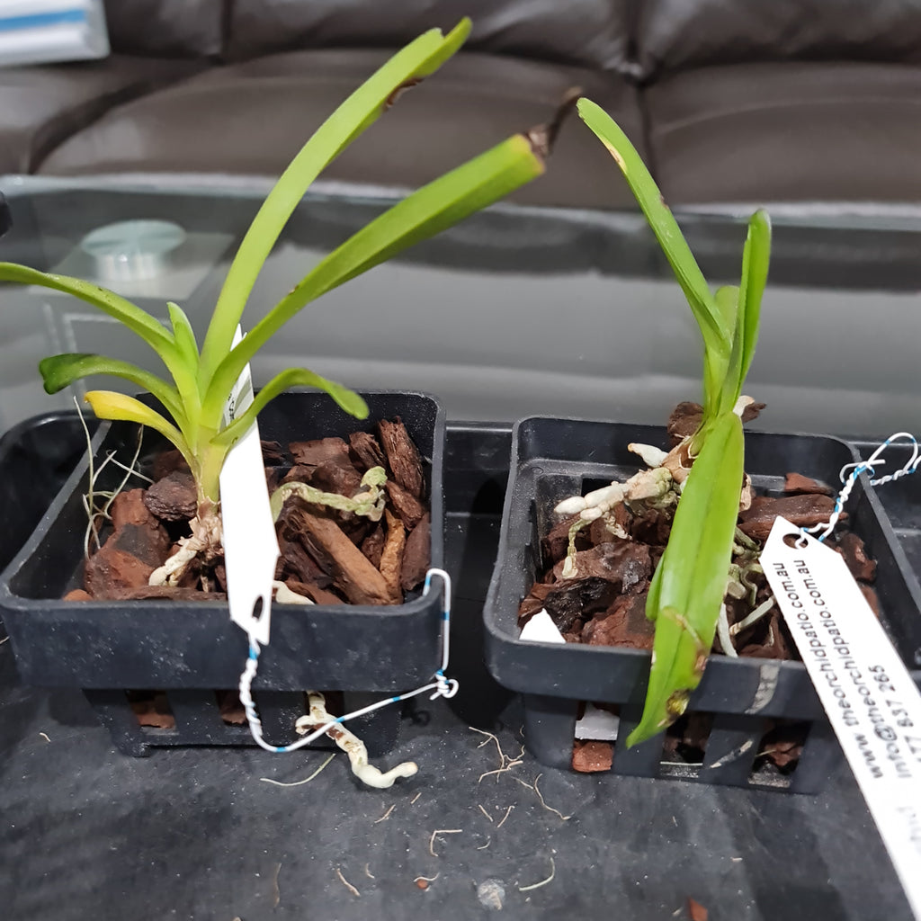 Vanda Coerulea 'Complex'