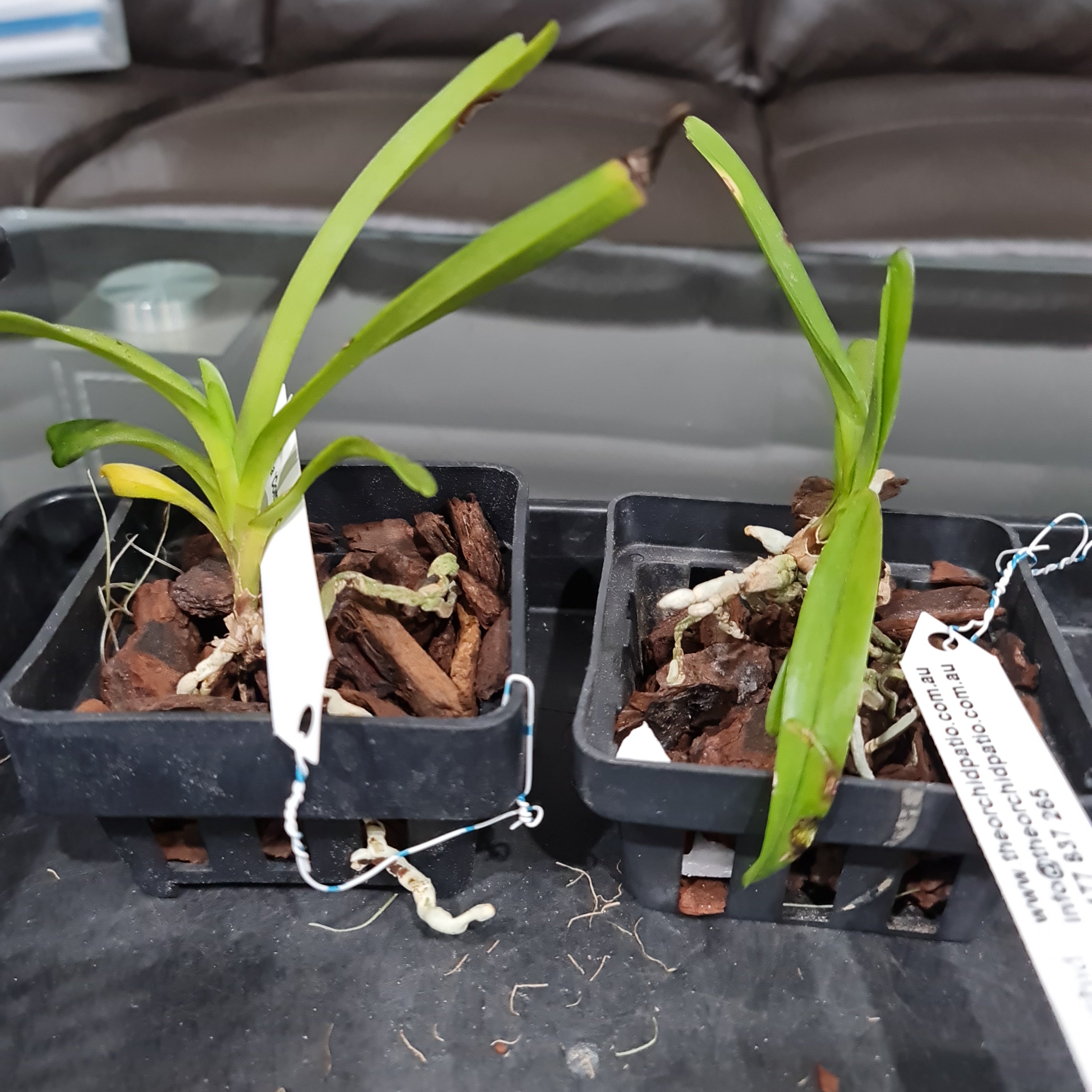 Vanda Coerulea 'Complex'