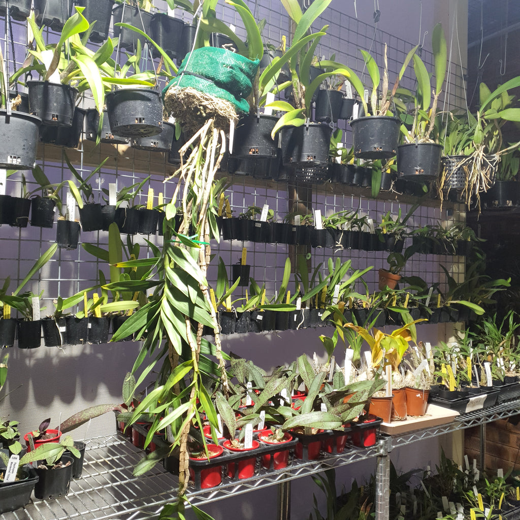 (Species)Dendrobium Topaziacum / Bullenianum