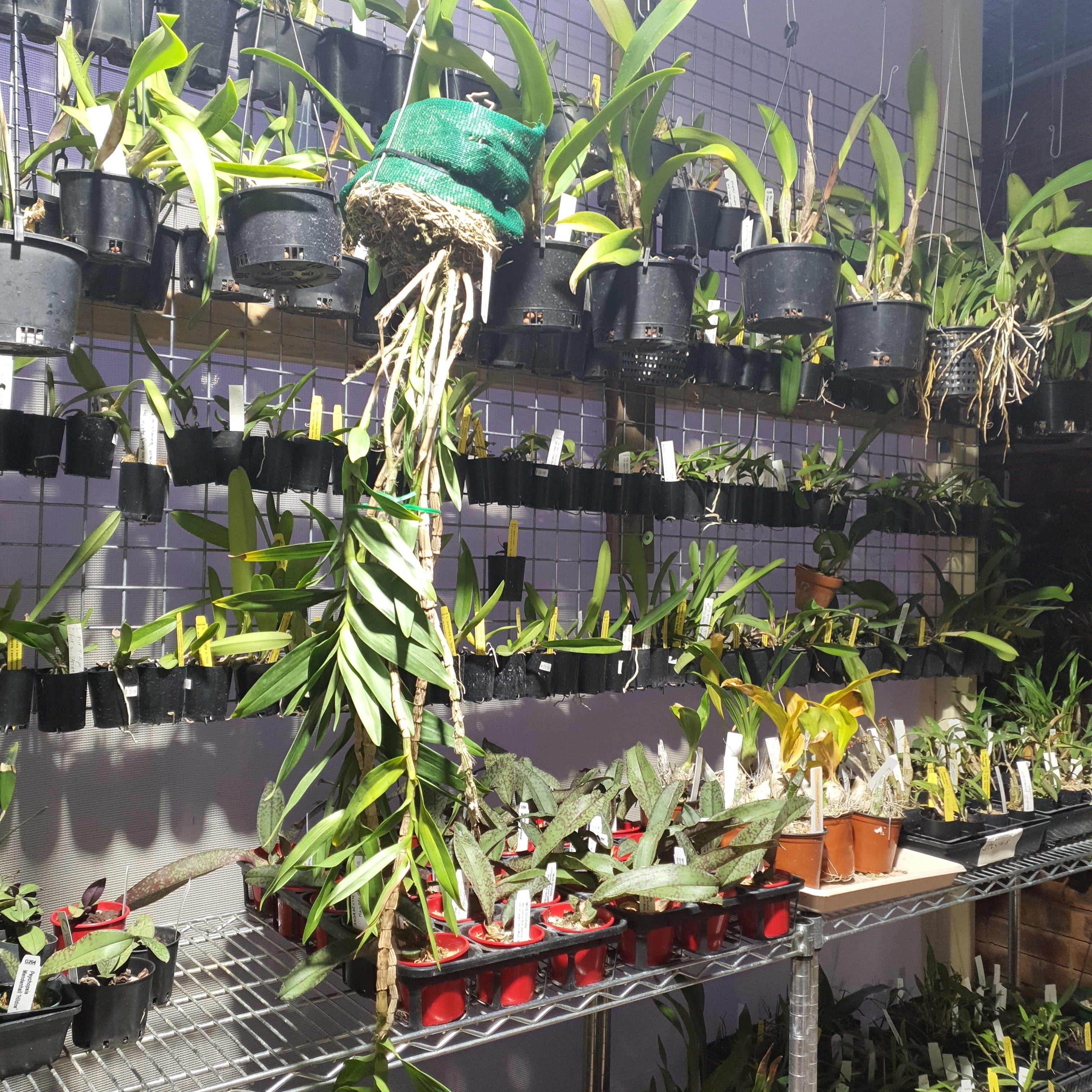 (Species)Dendrobium Topaziacum / Bullenianum