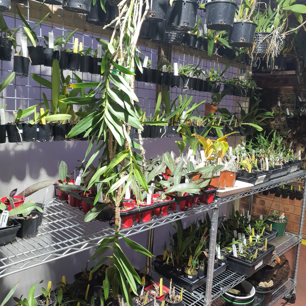 (Species)Dendrobium Topaziacum / Bullenianum