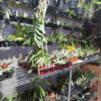 (Species)Dendrobium Topaziacum / Bullenianum