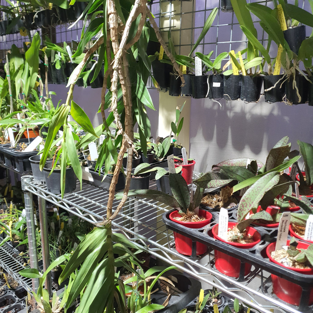 (Species)Dendrobium Topaziacum / Bullenianum