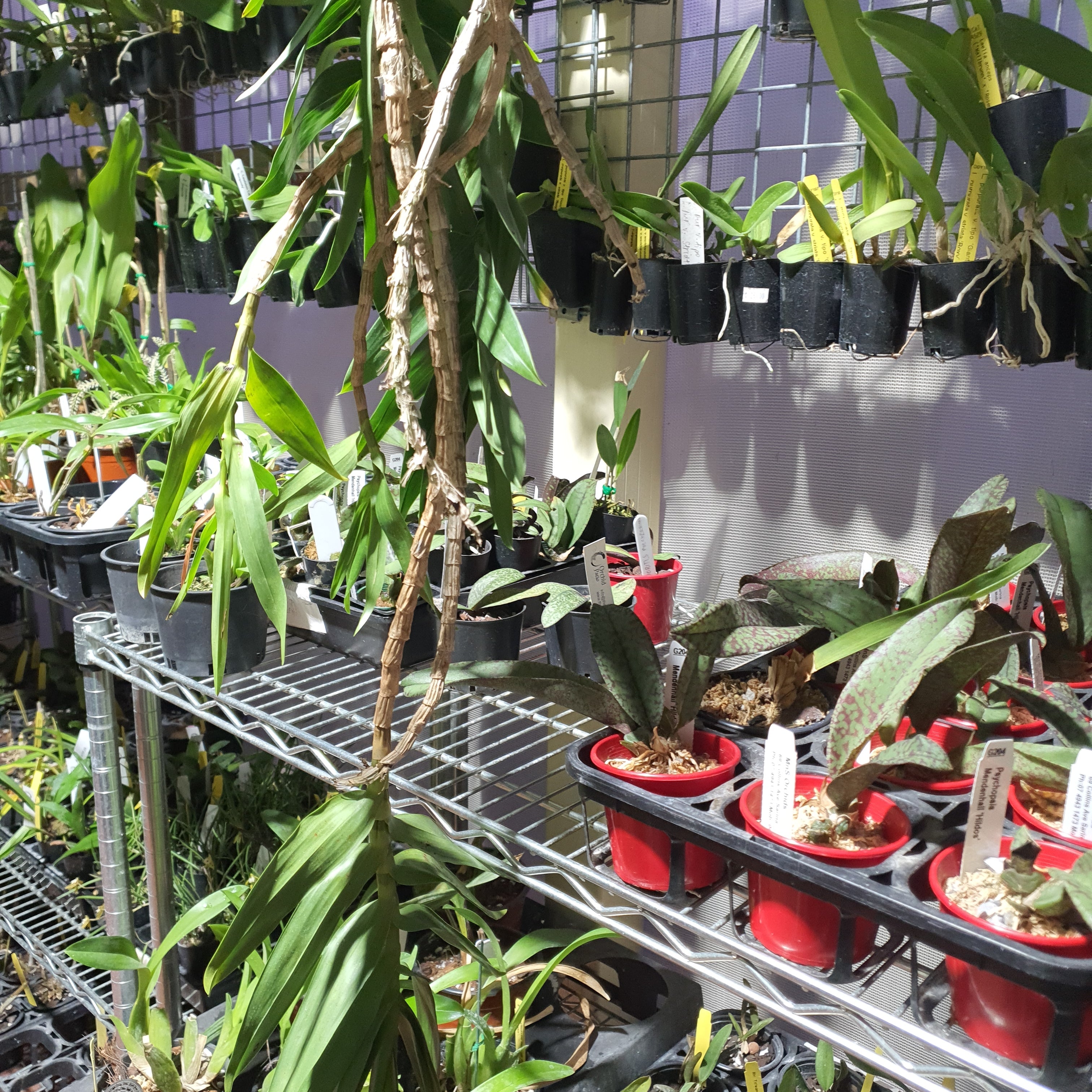 (Species)Dendrobium Topaziacum / Bullenianum