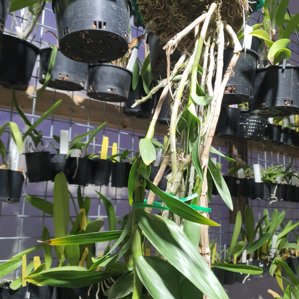 (Species)Dendrobium Topaziacum / Bullenianum