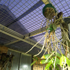 Species DENDROBIUM LAMPONGENSE