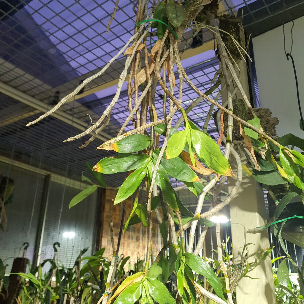 Species DENDROBIUM LAMPONGENSE