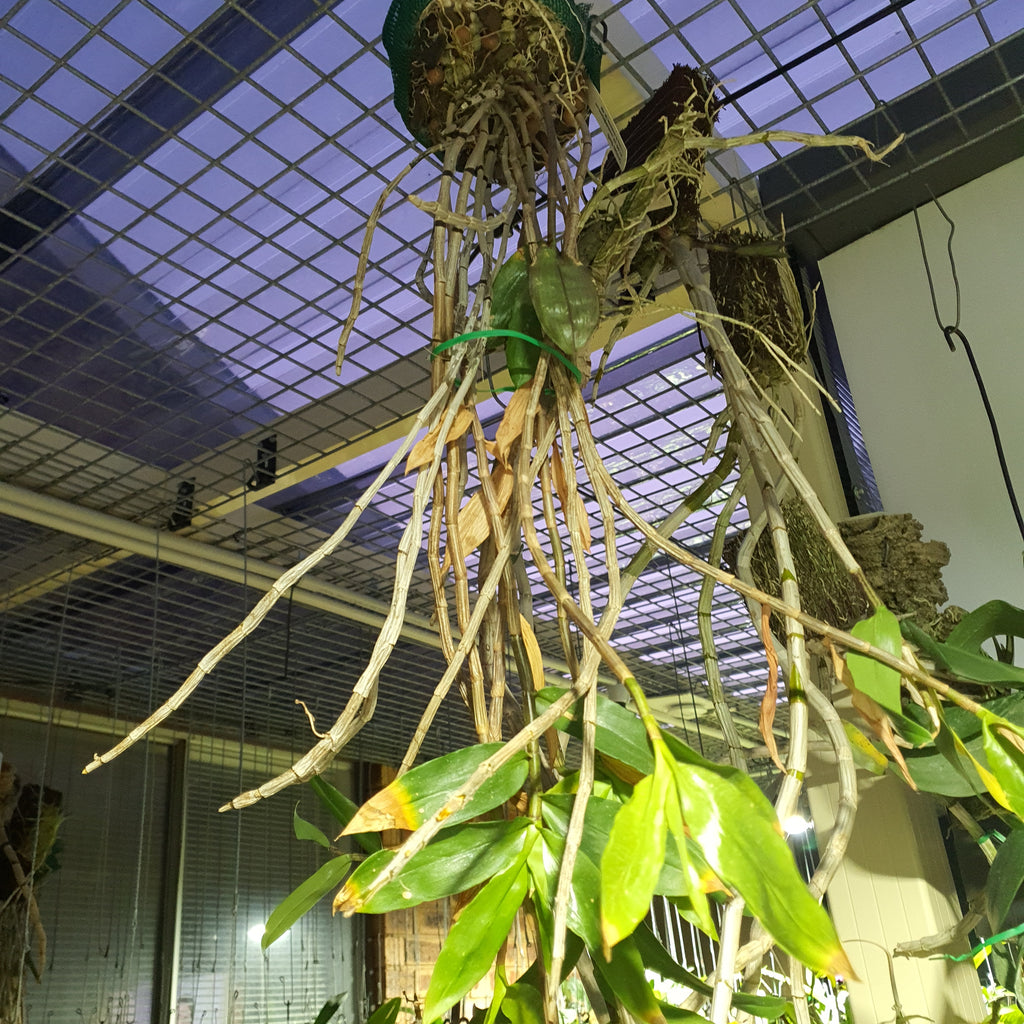 Species DENDROBIUM LAMPONGENSE