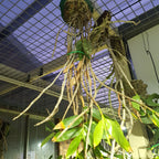 Species DENDROBIUM LAMPONGENSE