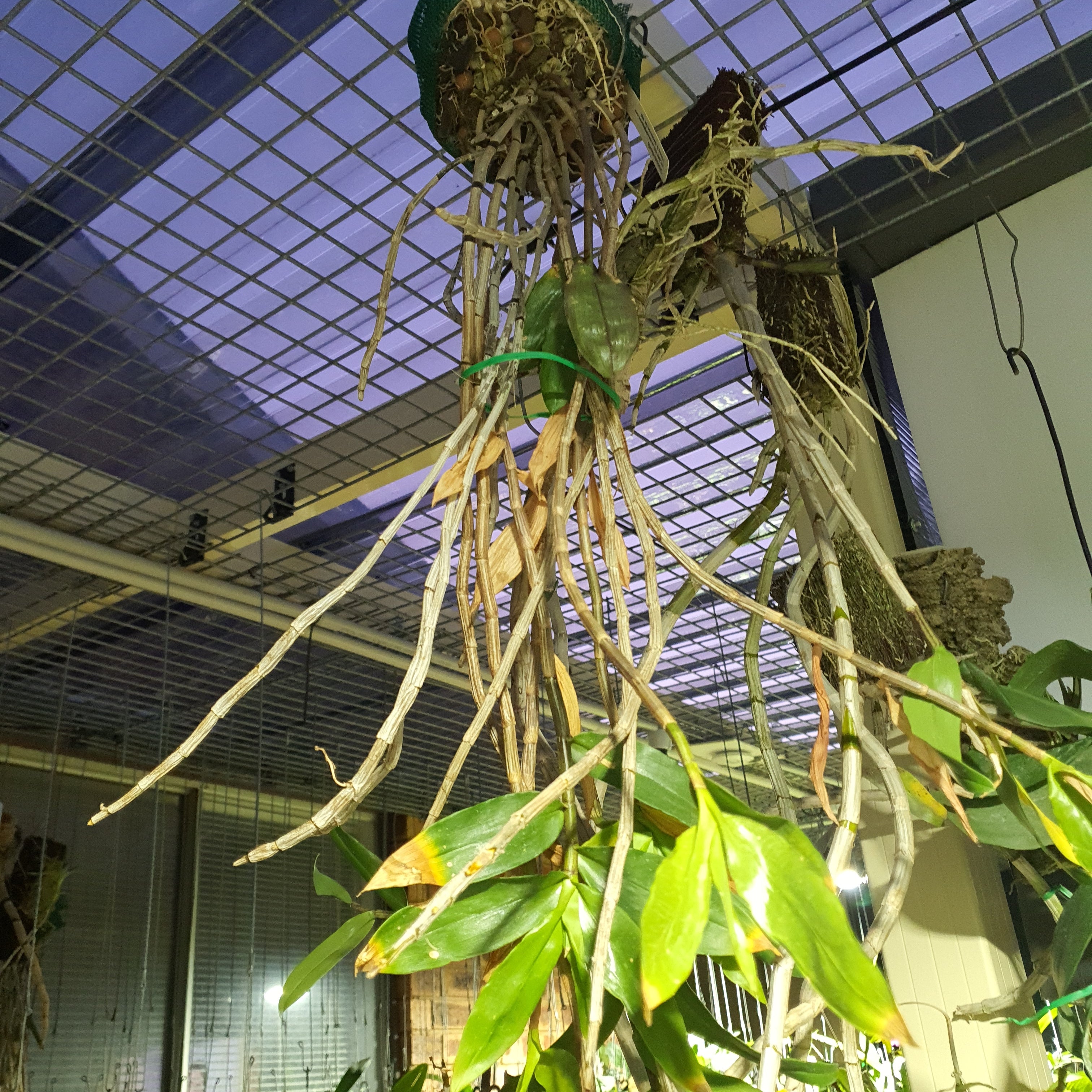 Species DENDROBIUM LAMPONGENSE