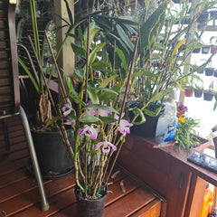 Fragrant Dendrobium Soft Cane (Nobile)