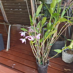 Fragrant Dendrobium Soft Cane (Nobile)