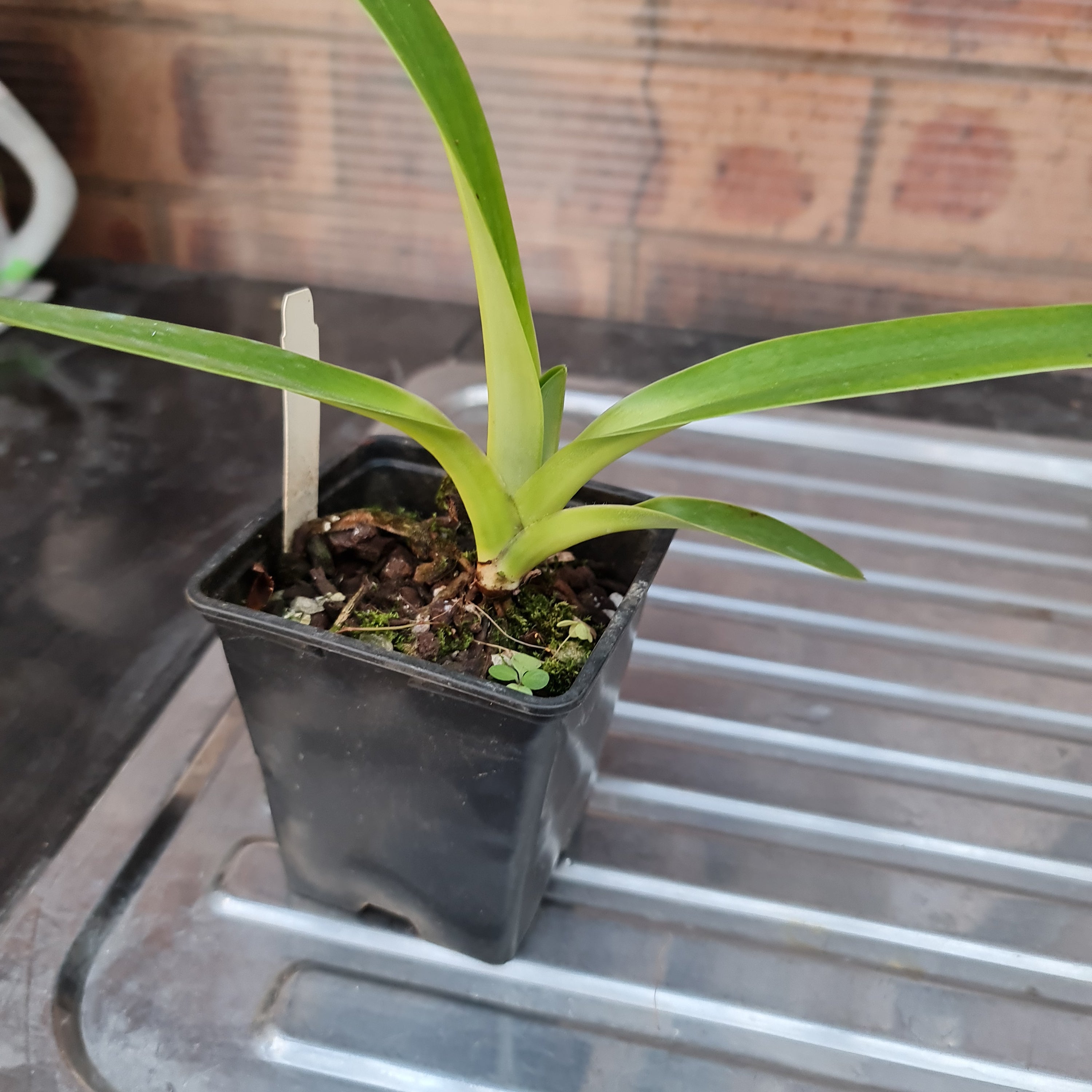 Paphiopedilum Lady Isabel (Multifloral Paph.) Secondary image