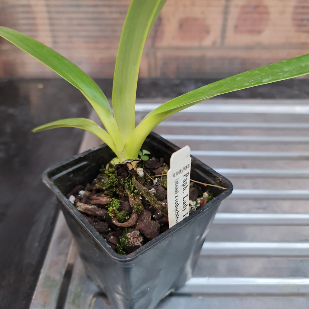 Paphiopedilum Lady Isabel (Multifloral Paph.)